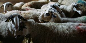 Éleveur pastoral dans les Causses du Quercy